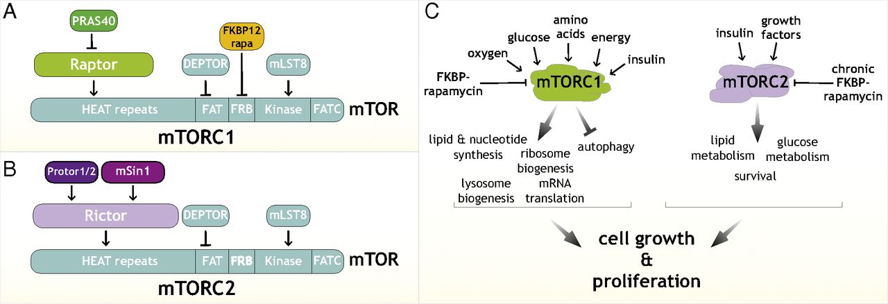 Kanser tedavisinde mTOR sinyal yol ağı ve mTOR inhibitörleri