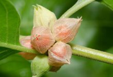 Ashwagandha Nedir, Ne İşe Yarar?
