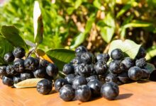 Aronya Meyvesi nedir? Aronya meyvesi son birkaç yıldır ülkemizde de yetiştirilmeye başlandı. Aronya meyvesinin faydaları en çok merak edilenler arasında.