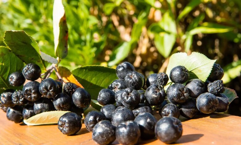 Aronya Meyvesi nedir? Aronya meyvesi son birkaç yıldır ülkemizde de yetiştirilmeye başlandı. Aronya meyvesinin faydaları en çok merak edilenler arasında.