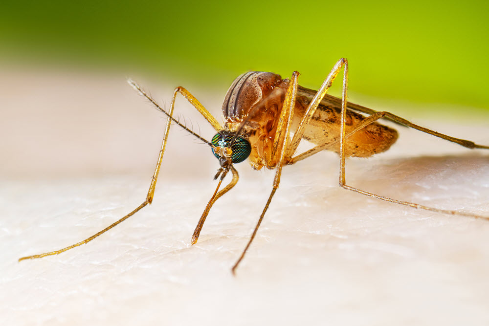 Yakın Doğu Üniversitesi, sivrisineklerden insanlara bulaşan Batı Nil Virüsü nü hızla tespit eden kit geliştirdi.