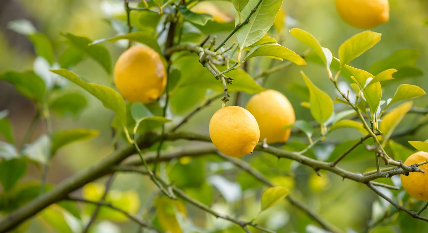 Doğal Kan Sulandırıcılar: Limon