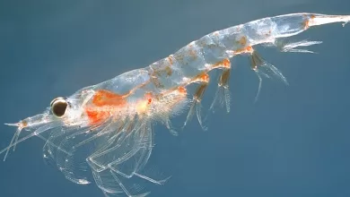 Krill yağı balık yağı farkı nedir?