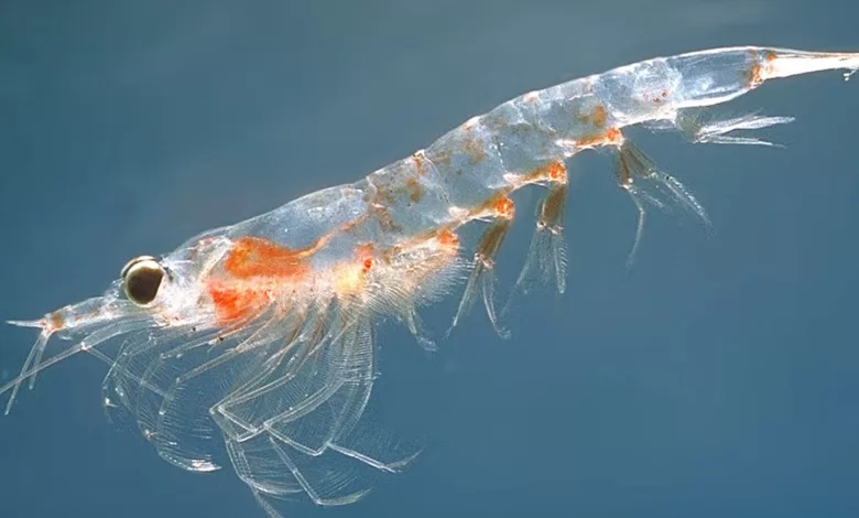 Krill yağı balık yağı farkı nedir?