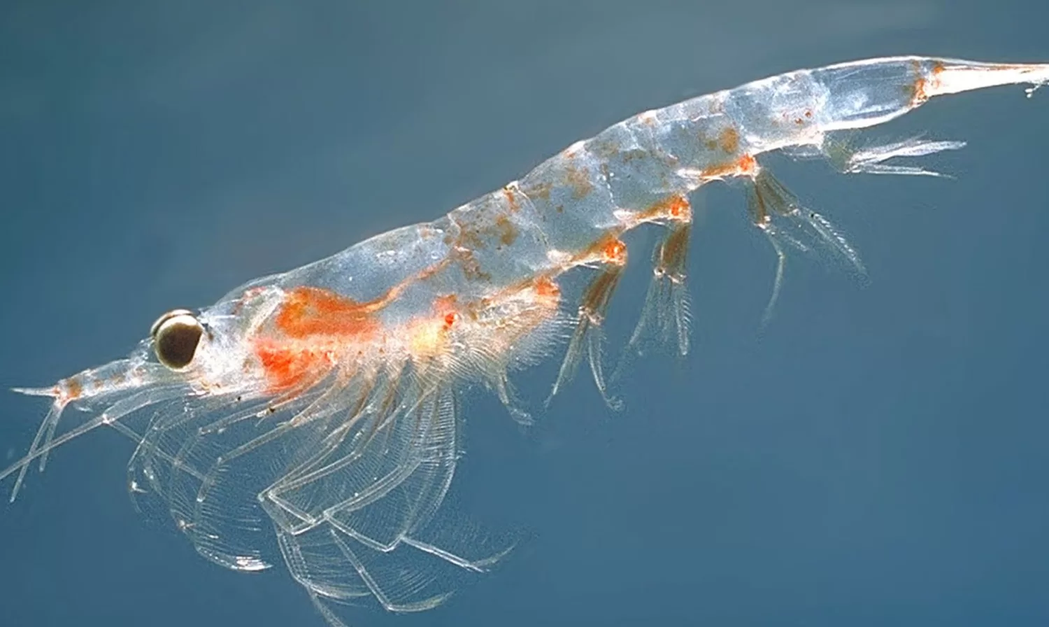 Krill yağı balık yağı farkı nedir?