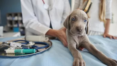 Yapılan bir bilimsel çalışma yaygın olan düşünceyi çürüttü. Virüslerin daha çok insanlardan hayvanlara bulaştığı ortaya konuldu.