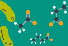 Kısa Zincirli Yağ Asitleri