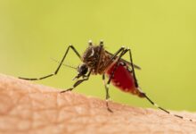 Okaliptüs ile sivrisinekleri kovun: İşte basit tarif