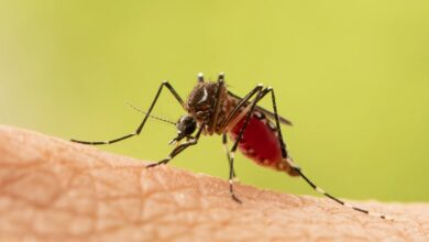 Okaliptüs ile sivrisinekleri kovun: İşte basit tarif