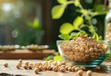 Nattokinaz nedir ne işe yarar?