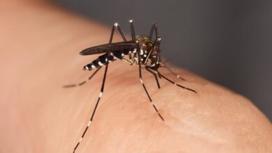 Doğu at ensefaliti (EEE) nedir? Nadir ama ölümcül!