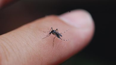 Bilim insanları, sıtma parazitini sivrisineklerin vücudundan temizleyen iki ilaç tespit etti. Yeni yöntemde, sinekler öldürülmek yerine tedavi edilecek.