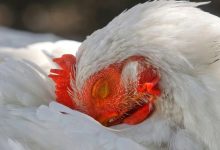 ABD’nin Washington eyaletinde ilk kez bir insanda tespit edilen H5N5 kuş gribi ölümle sonuçlandı.