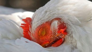 ABD’nin Washington eyaletinde ilk kez bir insanda tespit edilen H5N5 kuş gribi ölümle sonuçlandı.