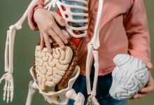 Bağırsaktaki dalgalı kas hareketlerinin, beynin kan damarlarının nasıl eş zamanlı çalıştığını anlamada anahtar rol oynayabileceğini ortaya koydu.