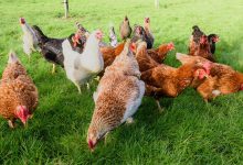 Kuş gribinin en tehlikeli türü H5N1’in insan vakalarındaki ölüm yüzde 50’ye yaklaştı.