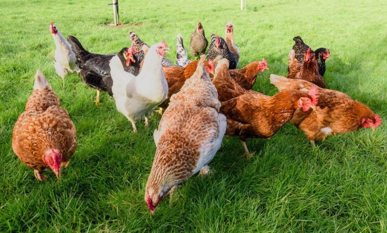 Kuş gribinin en tehlikeli türü H5N1’in insan vakalarındaki ölüm yüzde 50’ye yaklaştı.