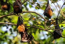 Hindistan’ın Batı Bengal eyaletinde yarasalardan bulaştığı değerlendirilen Nipah virüsü nedeniyle sağlık birimleri olağanüstü önlemleri devreye aldı.