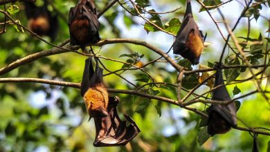 Nipah virüsü alarmı: Batı Bengal’de test ve karantina süreci başladı 6 Hindistan’ın Batı Bengal eyaletinde yarasalardan bulaştığı değerlendirilen Nipah virüsü nedeniyle sağlık birimleri olağanüstü önlemleri devreye aldı.