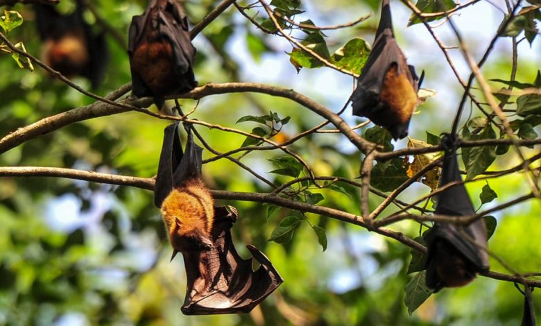 Hindistan’ın Batı Bengal eyaletinde yarasalardan bulaştığı değerlendirilen Nipah virüsü nedeniyle sağlık birimleri olağanüstü önlemleri devreye aldı.