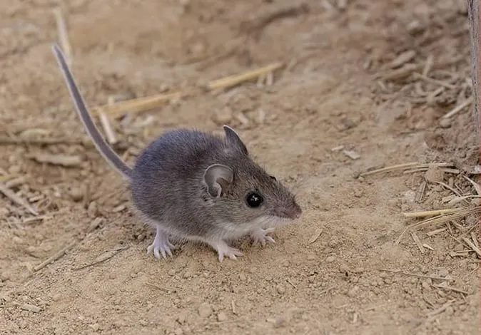 Hantavirüs nasıl yayılır, belirtileri neler? 13 MV Hondius’ta görülen hantavirüs vakaları, hastalığın bulaş yollarını yeniden gündeme getirdi.