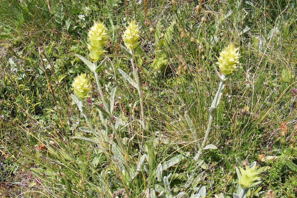Sideritis Bitkisi