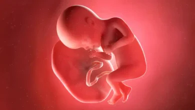 Yasa dışı plasenta ticareti sonrası bilim dünyasında tartışma yaratan araştırmalar 7 plasenta foto
