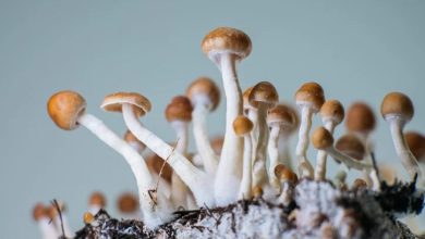 Yeni bir araştırmada, “sihirli mantarların” etkisinden sorumlu psilosinin doğrudan ağızdan alınmasının psilosibine benzer deneyimler ...