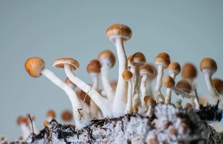 Yeni bir araştırmada, “sihirli mantarların” etkisinden sorumlu psilosinin doğrudan ağızdan alınmasının psilosibine benzer deneyimler ...